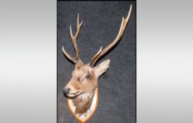 A Small Deer Head With Antlers On Wooden Plinth, with engraved plaque `Bigwood Bleadsale Estates S.