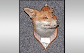 Mounted Fox Head Plaque reads `Pinewood Shimmering Ginnel St`
