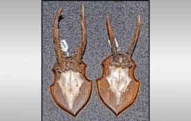 Small Pair Of Mounted Antlers on shaped trophy shield plaques.