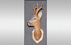 Small Deers Head mounted with antlers, engraved plaque reads `Millturn Burn Avonside S.Taylor`