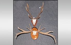 Two Mounted Stag Horns