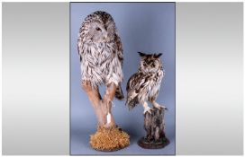 Two Stuffed Taxidermy Owls On Branch Perched one of large size, 24" in height, one smaller with