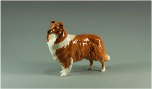 Beswick Dog Figure ` Lochinvar of Lady park ` Model No.1791. Issued 1961-94. Height 5.75 Inches.