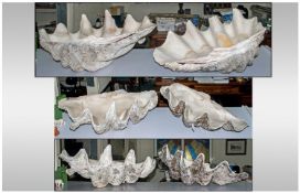 Massive Giant Clam Shell Fossilized clam shells are found in coral reef limestone along coastal