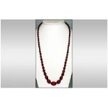 Antique Natural Cherry Coloured Graduated Amber Bead Necklace, of Good Quality. 58.6 grams.