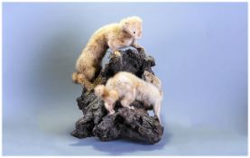 Taxidermy Figure Group Of Blonde Minks On Wooden Base.