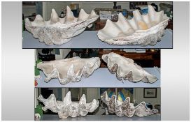 Massive Giant Clam Shell Fossilized clam shells are found in coral reef limestone along coastal area