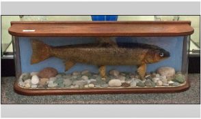 A Stuffed Trout in Case with label '3IB Sea Trout R. Mawddach - A Dearham 1972'. 24 by 8 inches high