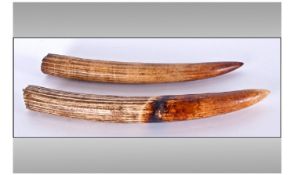 Two Late 19th/Early 20th Century Ivory/Bone Tusks. Looks possibly to be Hippo Teeth. Length 17