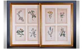 Sydenham Edwards Natural History Illustrator 1768-1819 Eight Hand Coloured Botanical Engravings.