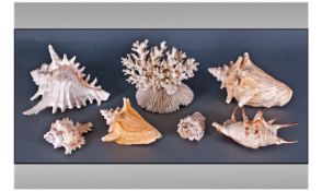 Collection Of Assorted Sea Shells. Various sizes and designs.
