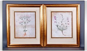 A Pair of Framed Art Prints from The Quintessa Art Collection Limited. Titled `Italian Aster Plant`