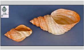 Two Royal Worcester Shells. Circa 1909. One 3 inches in length, the other 5 inches in length.