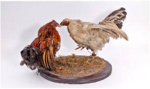 Taxidermy Two Fighting Cocks, on wooden plinth.