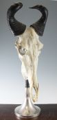 In the manner of Anthony Redmile wilderbeest skull and horn trophy, mounted on a spreading