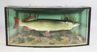 A taxidermic pike, by John Bettridge & Sons, Birmingham, with naturalistic setting, on bow glass