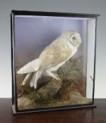 A cased taxidermic Barn Owl, with naturalistic setting, 15in.