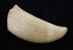 A plain sperm whale`s tooth, 6.5in.