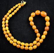 A single strand graduated amber bead necklace, with gilt metal clasp, gross 31 grams, 24in.