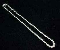 An Edwardian single strand graduated natural pearl necklace with rose cut diamond set white gold