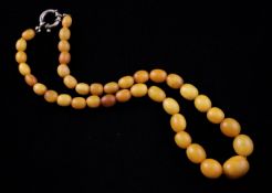 A single strand graduated oval amber bead necklace, with silvered clasp, gross weight, 34 grams,