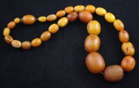 A single strand graduated oval amber bead necklace, with gilt mounted clasp, gross weight 78 grams,