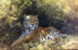 § David Shepherd O.B.E (b. 1931)oil on boardA tiger in the bushsigned and dated `958.5 x 13.75in