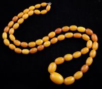 A graduated amber bead necklace, with ovolo beads, gross 42 grams, overall 25in.