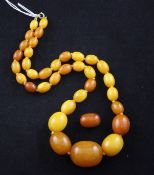 A single strand graduated oval amber bead necklace and one loose bead, with gilt metal clasp, gross