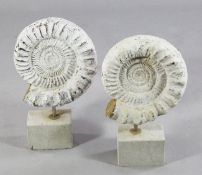 Two Jurassic perisphinctus ammonites, on stone bases, 17in.