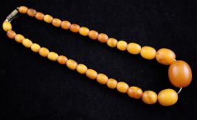 A single strand graduated oval amber bead necklace, with gilt metal barrel clasp, gross weight 24