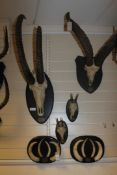 African Sporting Game Trophies, comprising a sable antelope horns and skull and another, two dik dik