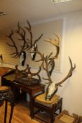 Sporting Game Trophies. A collection of four deer antlers with skulls mounted on wood shields,
