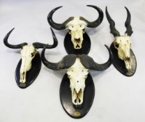 African Sporting Game Trophies, comprising two water buffalos, a wilderbeest, and an eland all