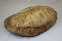 A green turtle shell (Chelonia Myda), early 20th century, of typical form, 27.5in., to be sold