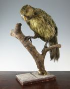 A taxidermic Kakapo, mounted on a branch, on a rectangular plinth base, 20in.