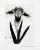 Elizabeth Blackadder (1931-)etching,Black Iris,signed in pencil, 27/50,15 x 13.5in.
