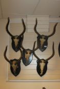 African Sporting Trophies. A collection of five impala horns and skulls mounted on wood shields,
