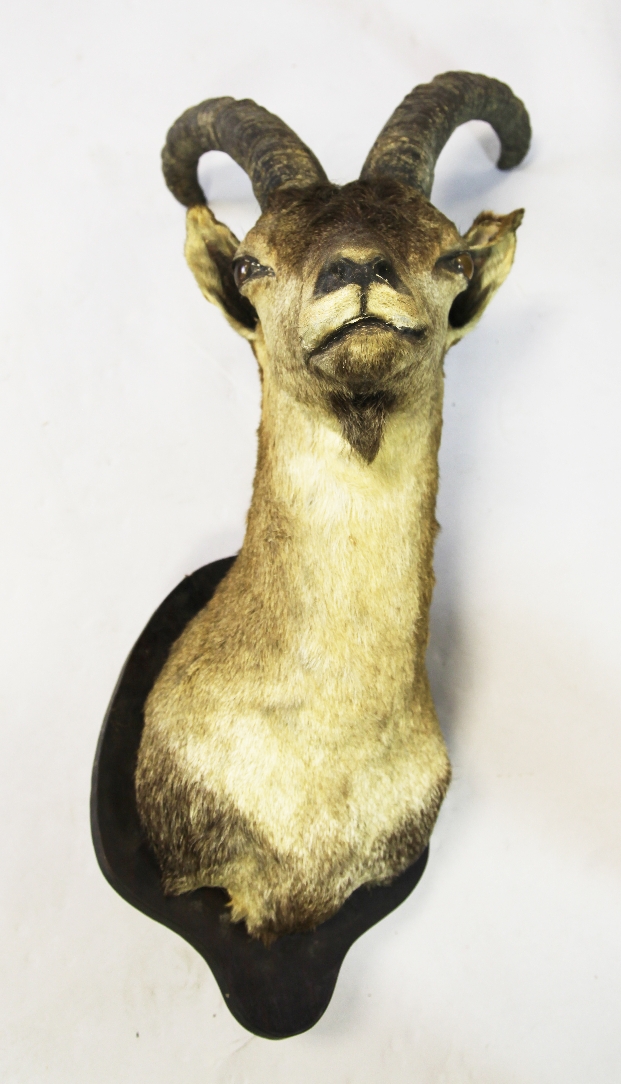 African Sporting Game Trophy. A taxidermy shoulder mounted antelope on wood shield, 30in.
