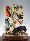 A Victorian taxidermic bird group, under a glass dome, includes the Australian King Parrot, Blue