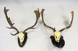 Sporting Game Trophies. Two deer antlers and skulls mounted on wood shields, one of the skulls