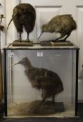 Three taxidermic Kiwi`s, one within a glazed display case, 21in., one with a label inscribed Rowa or