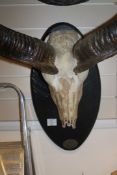 African Sporting Game Trophy. A pair of Kudu horns and skull mounted on a wood shield, 49in.
