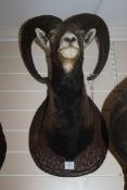 Sporting Game Trophy. A taxidermy shoulder mounted Spanish ibex on wood shield, 26in.