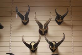 Sporting Game Trophies. A collection of five Spanish goat horns and half skulls mounted on wood