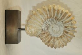 A spiral ammonite fossil, on a rectangular lacquered brass plinth base, together with a sliced