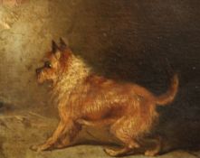 Attributed to George Armfield (fl.1840-1875)oil on wooden panel,Study of a terrier,3 x 4in.