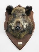 A taxidermic boar`s head trophy, with shield back, with inset plaque inscribed Bialowieza Forest,