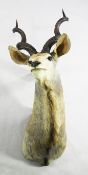 A large taxidermic Kudu trophy, of neck and head with spiral horns, 65in.