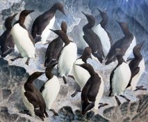 § Charles Frederick Tunnicliffe (1901-1979)watercolour,Guillemots,signed,17 x 21.25in.